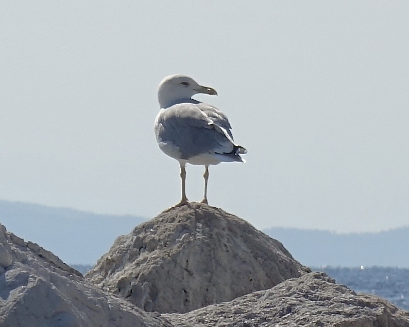 yellow-legged gull